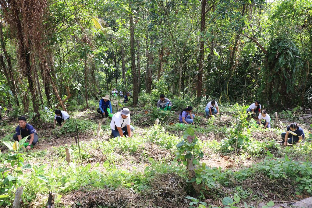 Over 8,000 seedlings planted in Leyte town as part of the OVP’s tree ...